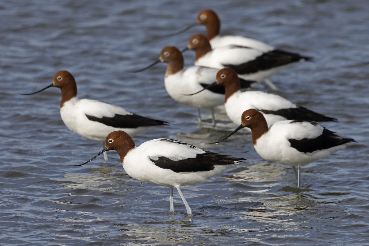 Red-necked Avocet - Mal Holliday