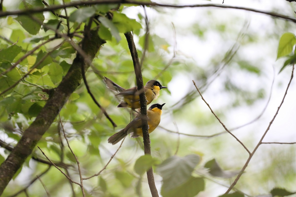 Blue-crowned Laughingthrush - Starlit Chen