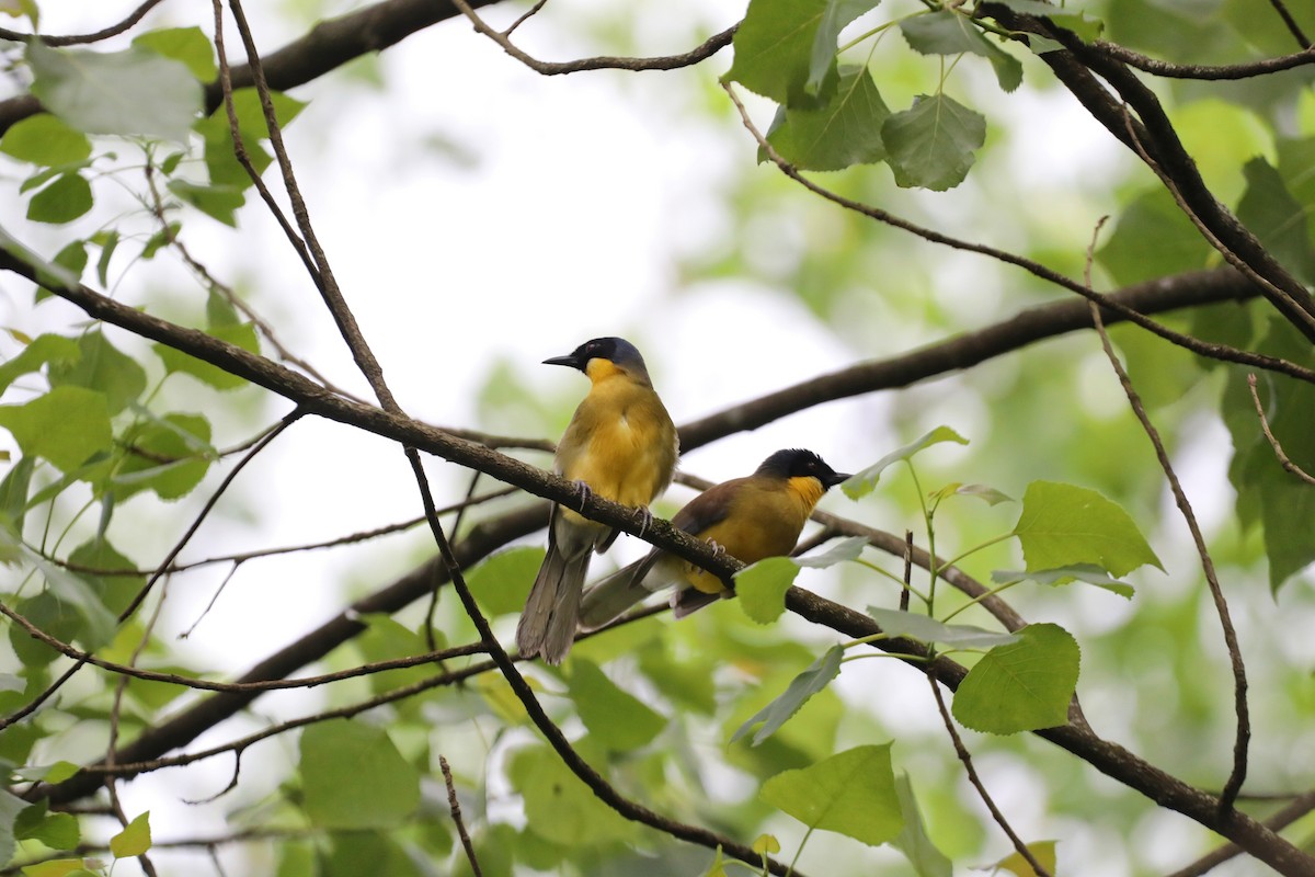 Blue-crowned Laughingthrush - ML618010529