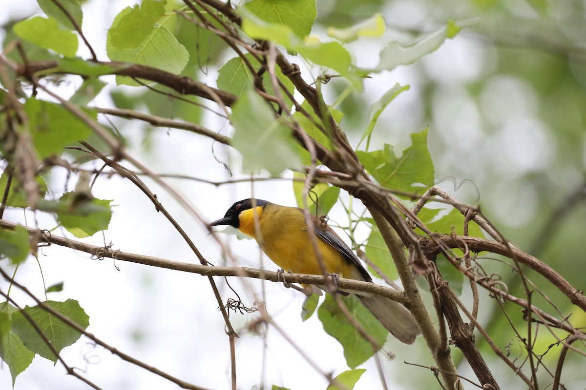 Blue-crowned Laughingthrush - Starlit Chen