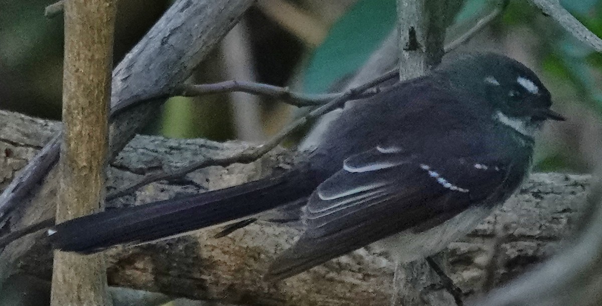 Gray Fantail - Alan Coates