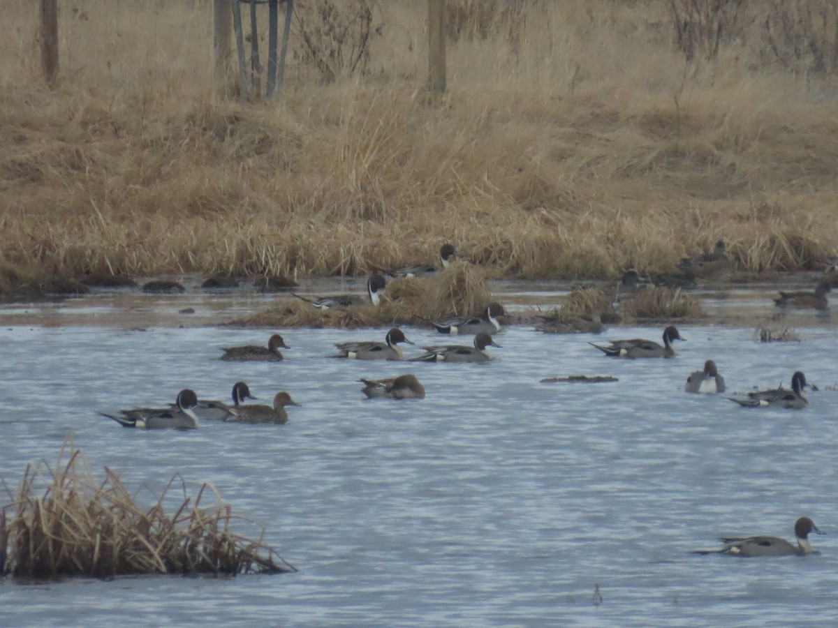 Northern Pintail - Laura Burke