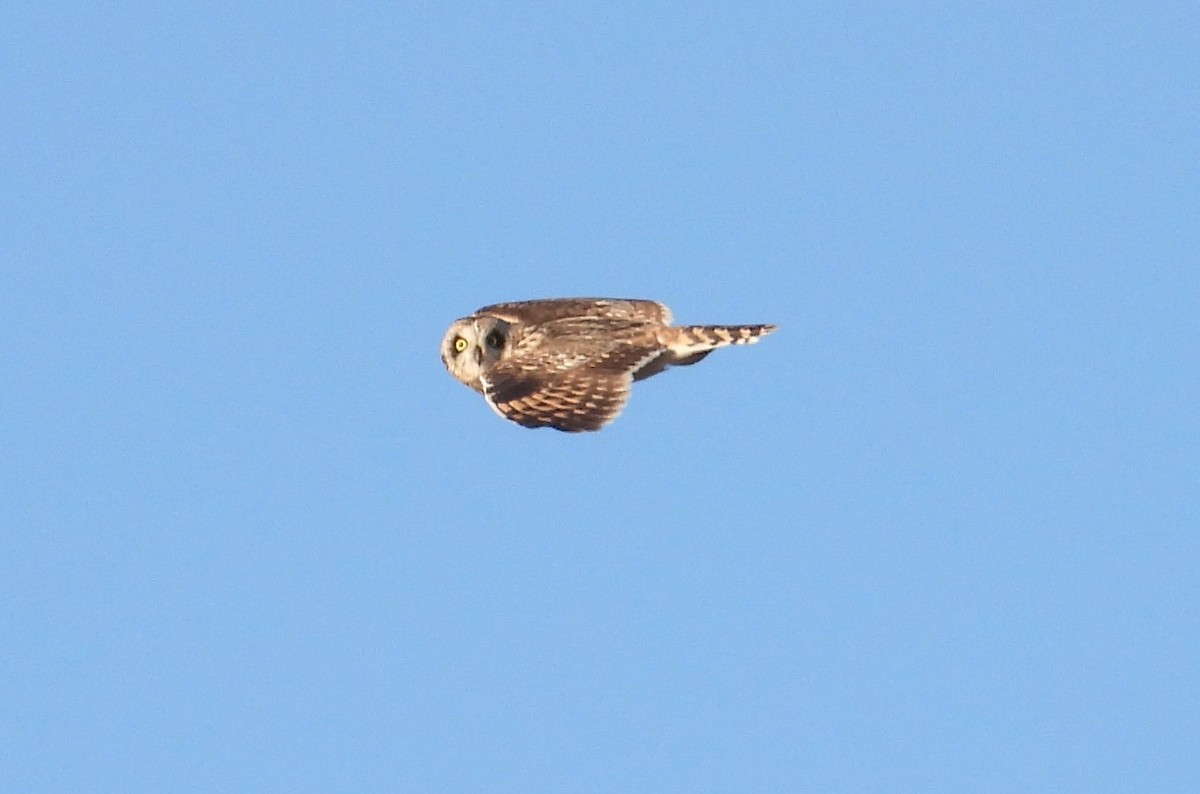 Short-eared Owl - ML618010559