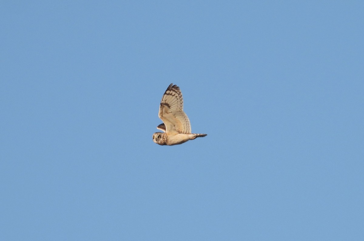 Short-eared Owl - ML618010564