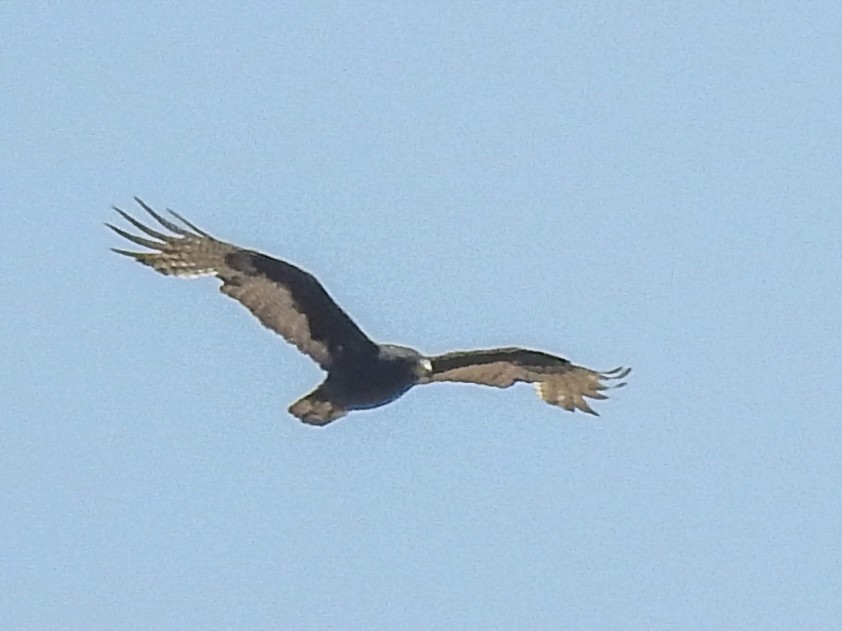 Zone-tailed Hawk - Sergio Castañeda Ramos
