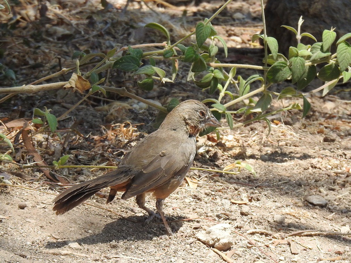 White-throated Towhee - ML618010613