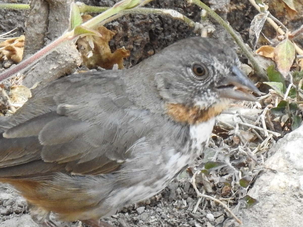 White-throated Towhee - ML618010614