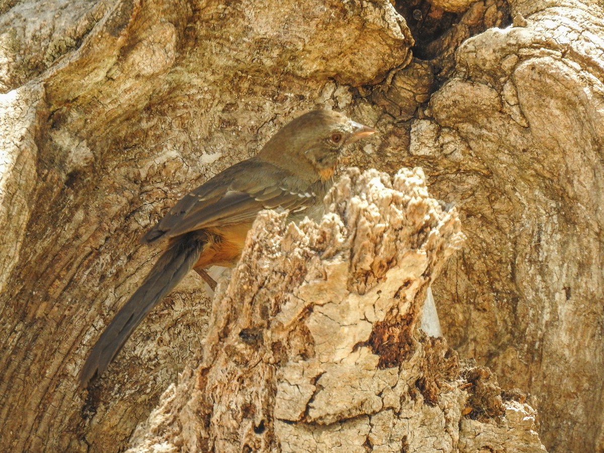 White-throated Towhee - Sergio Castañeda Ramos