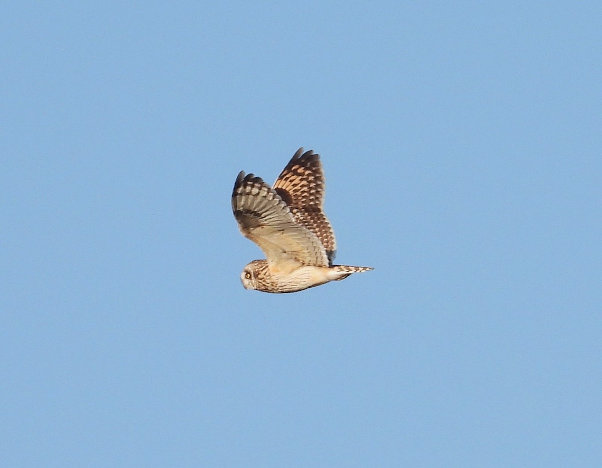 Short-eared Owl - Lauri Taylor