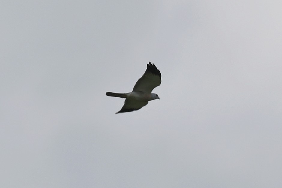 Chinese Sparrowhawk - ML618010648