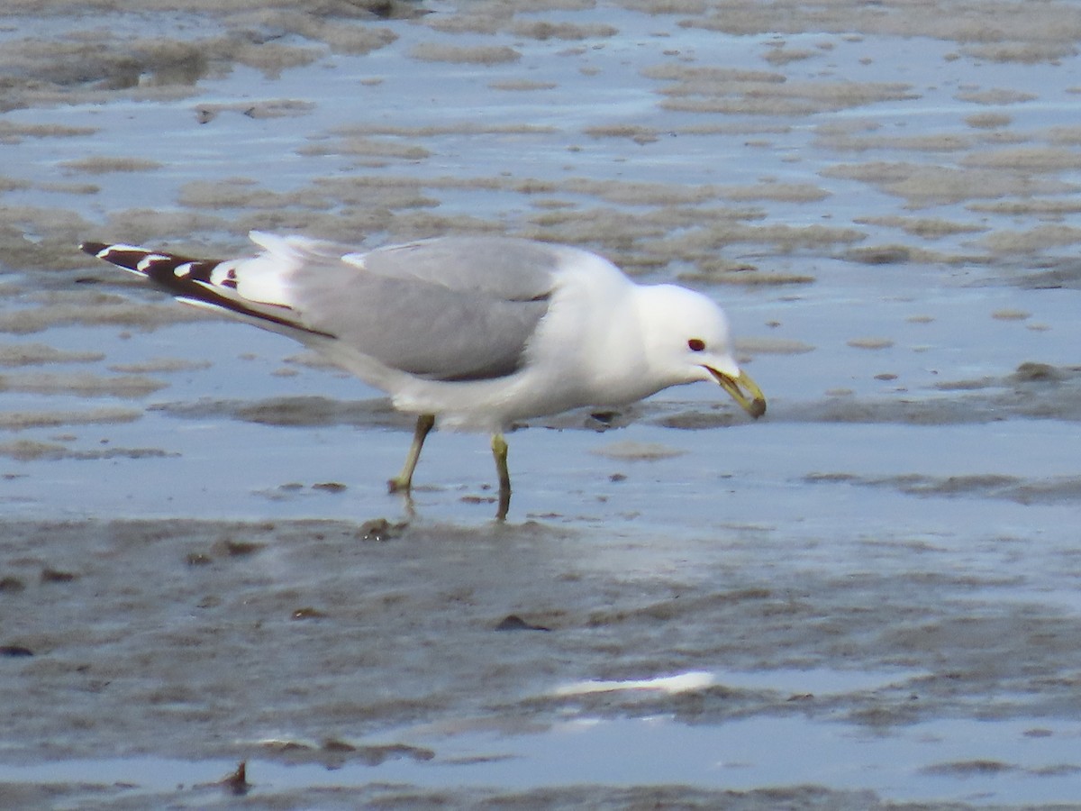 Short-billed Gull - Laura Burke