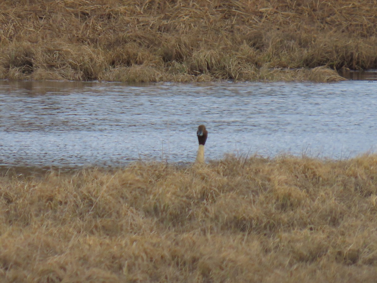 Northern Pintail - ML618010674