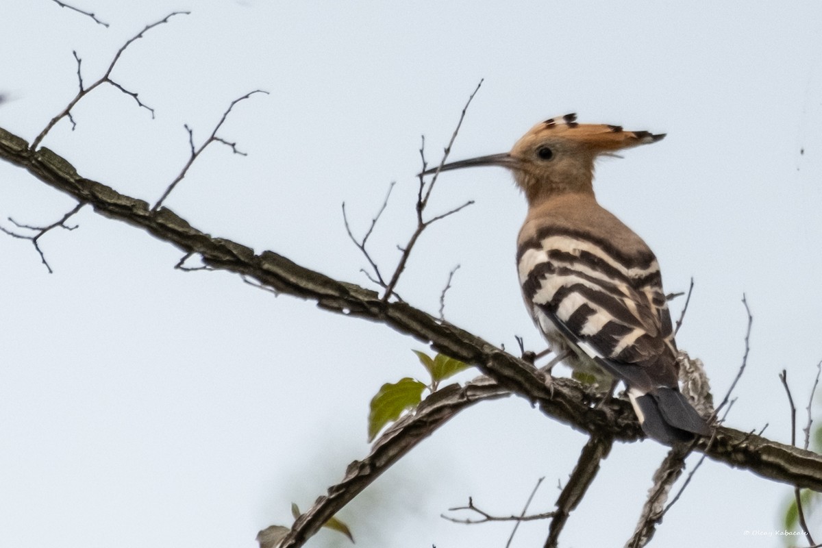 Common Hoopoe - ML618010685