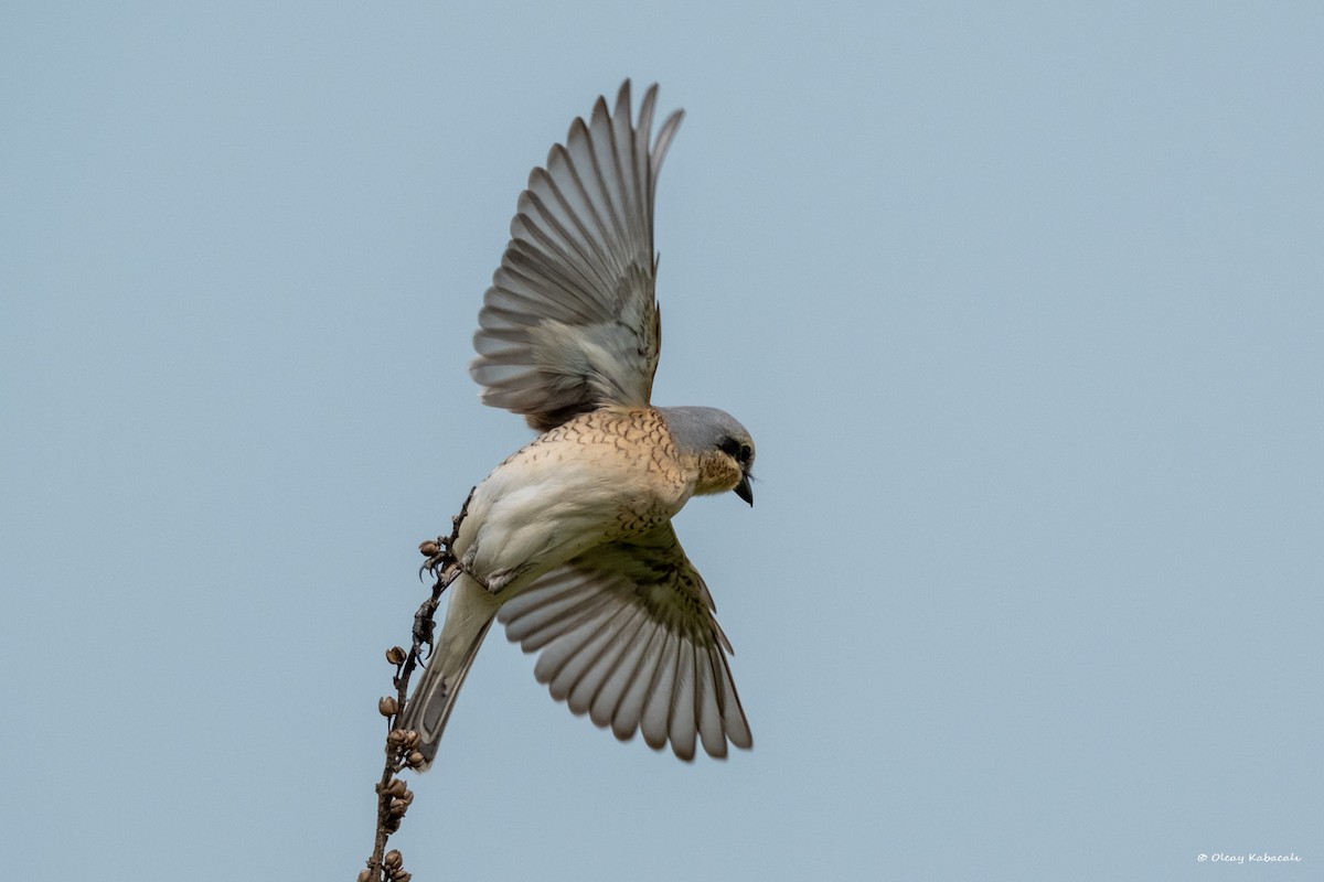 Red-backed Shrike - ML618010691