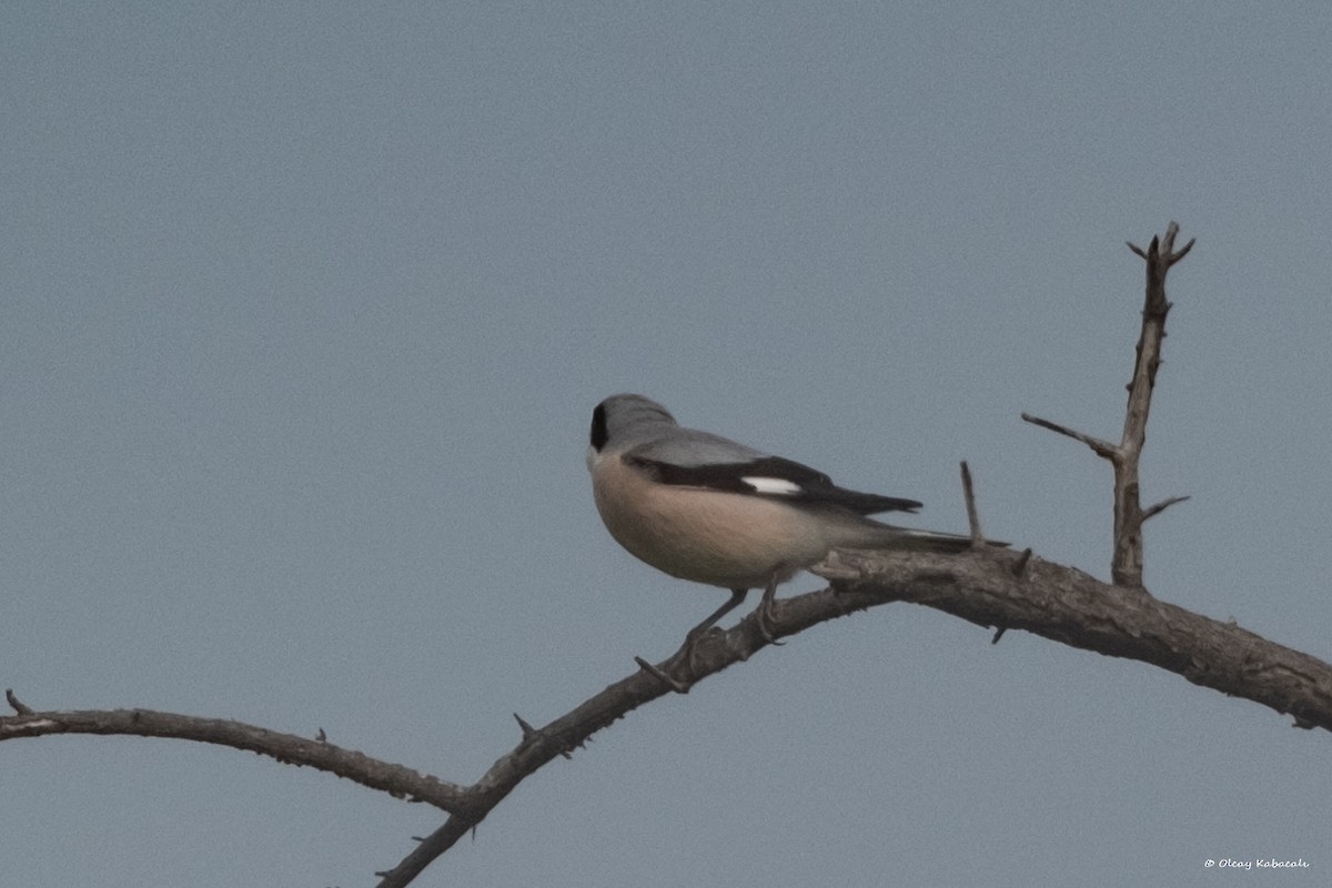Lesser Gray Shrike - ML618010693