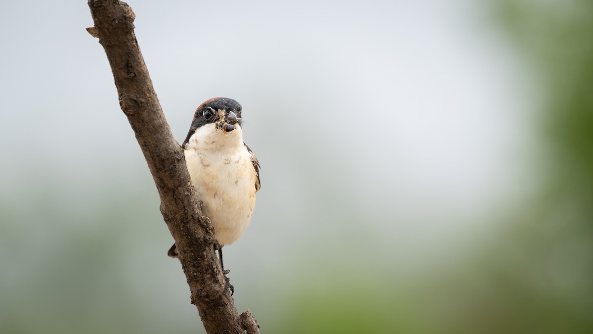 Woodchat Shrike - ML618010695