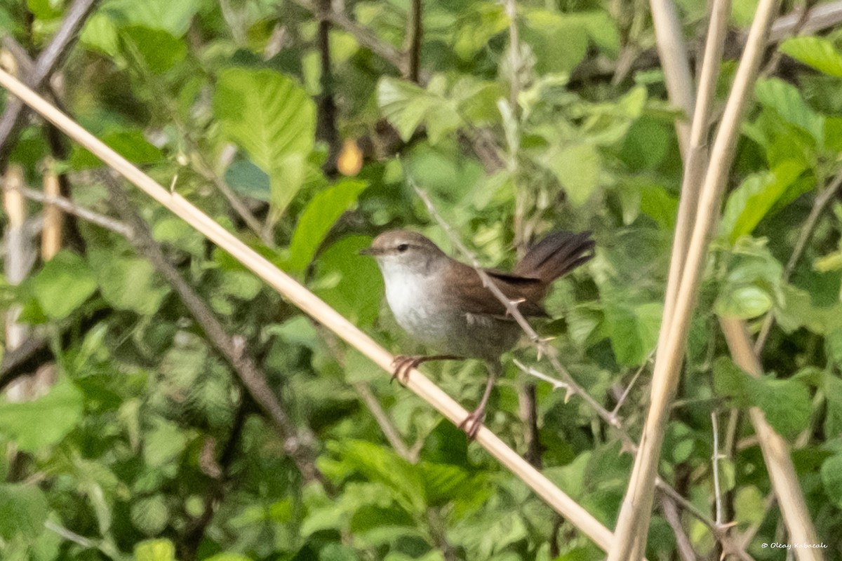 Cetti's Warbler - ML618010699