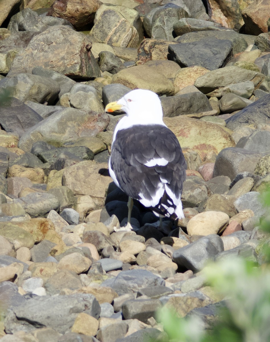 Kelp Gull - ML618010701