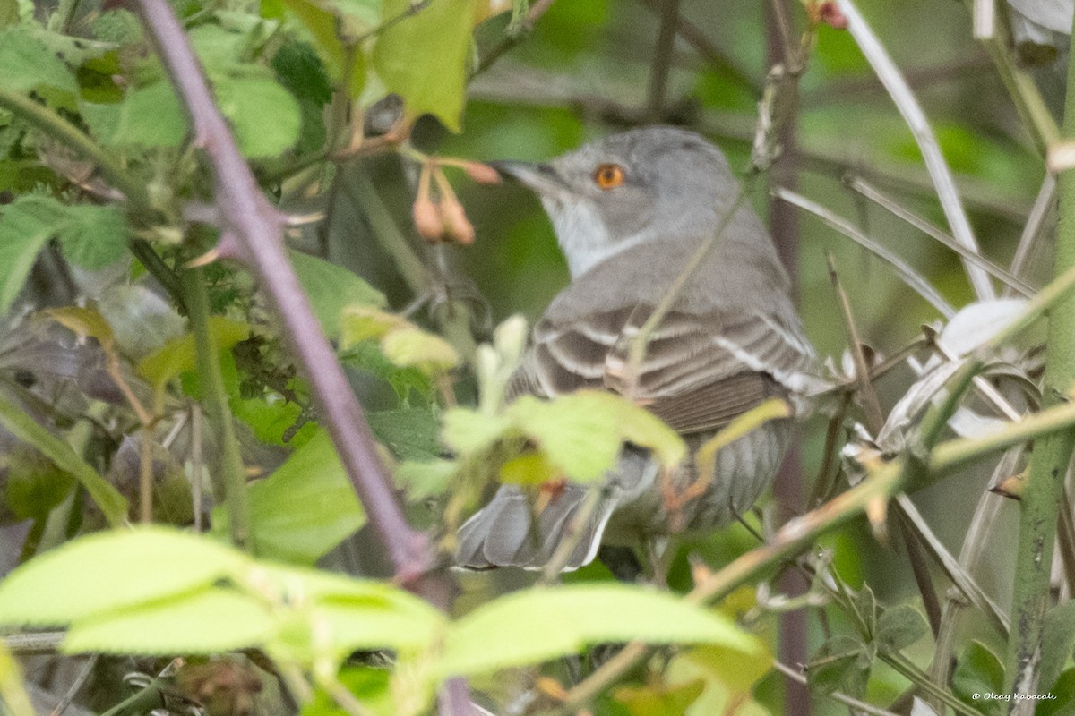Barred Warbler - ML618010703