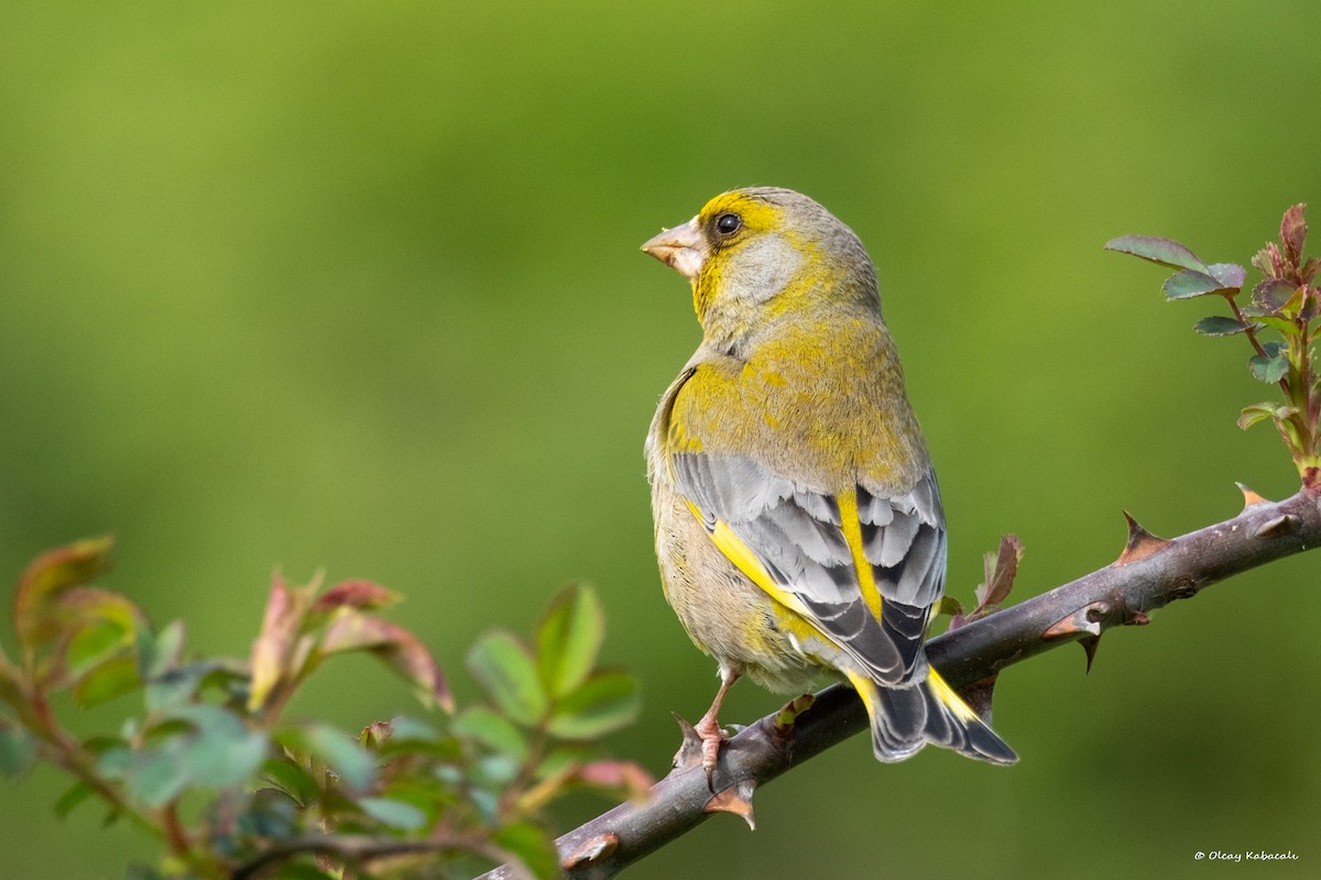 European Greenfinch - ML618010707