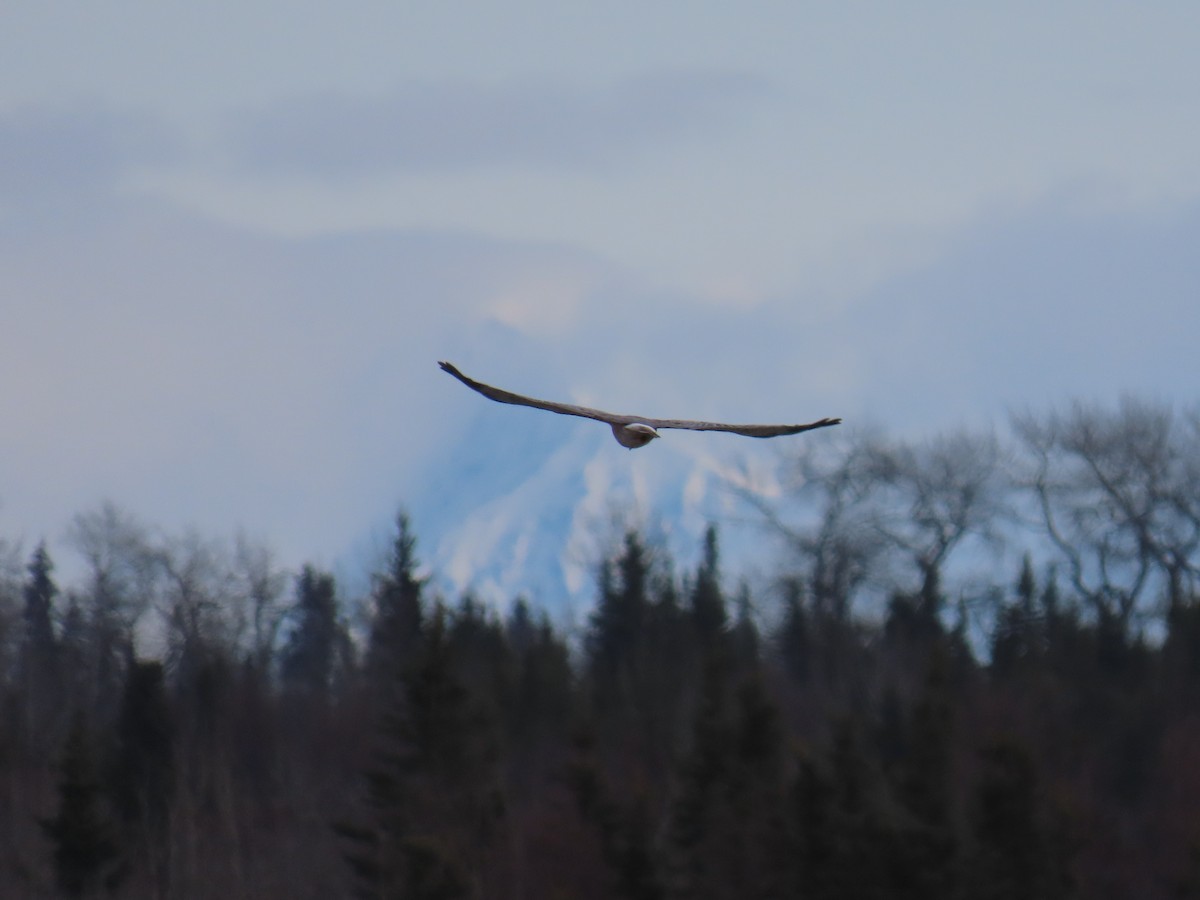 Northern Harrier - ML618010709