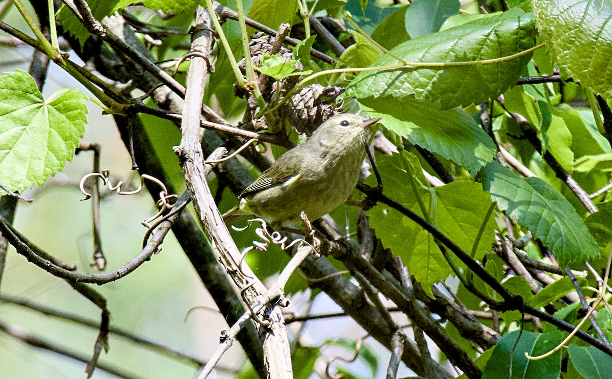 Orange-crowned Warbler - ML618010725