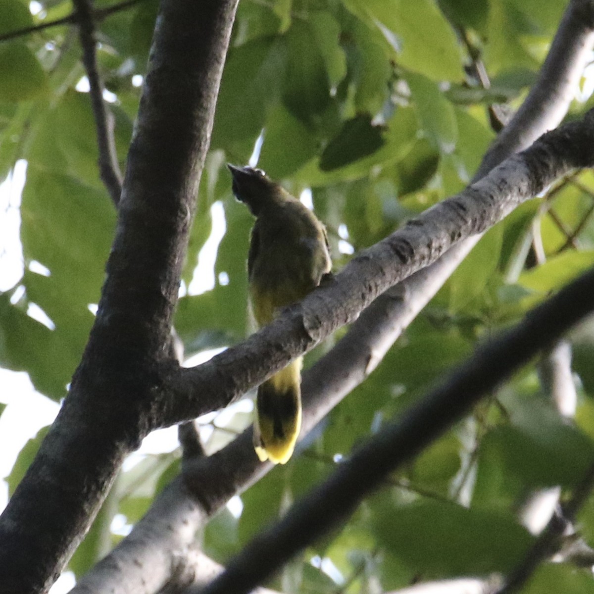 Black-headed Bulbul - ML618010763