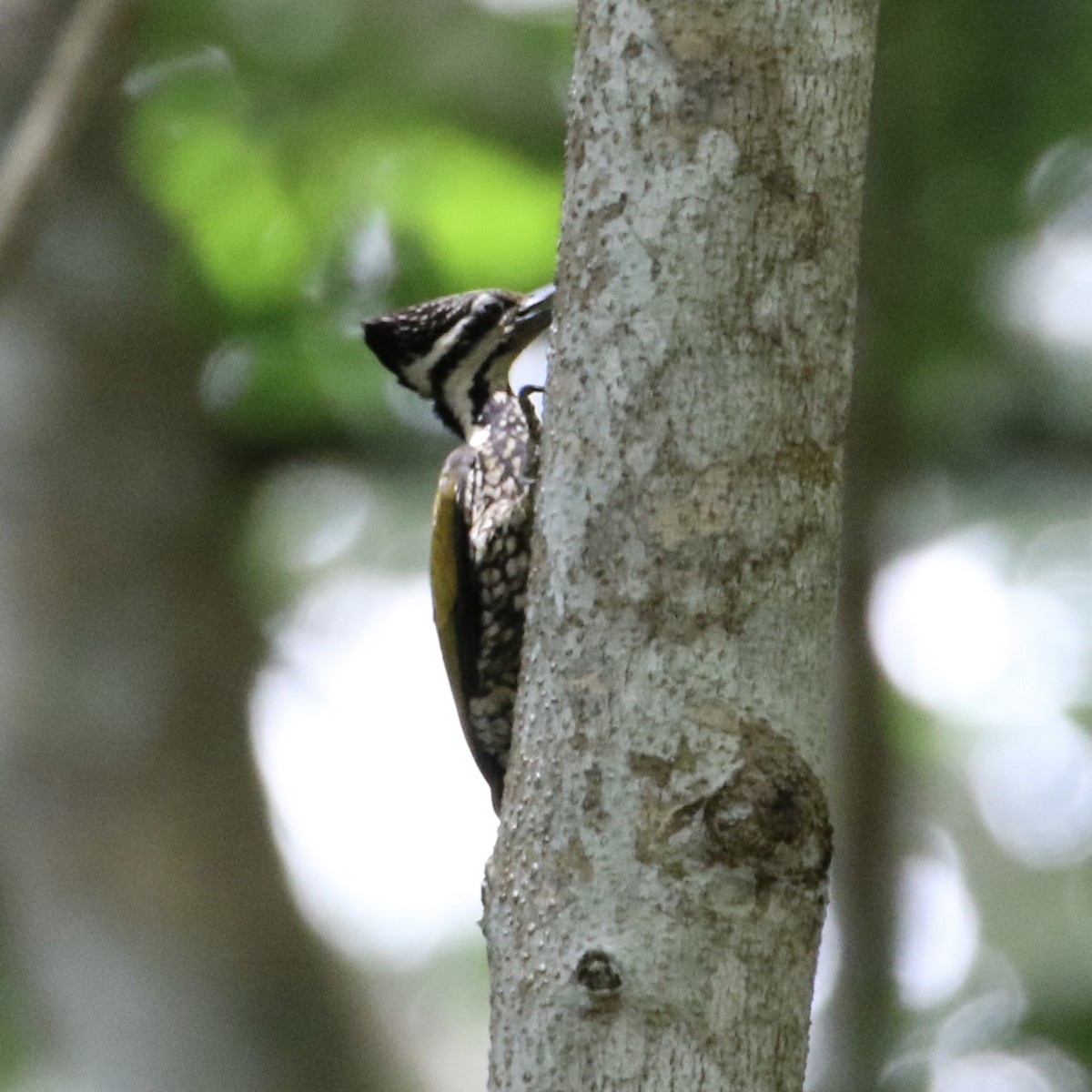 Common Flameback - Wisa Surachat