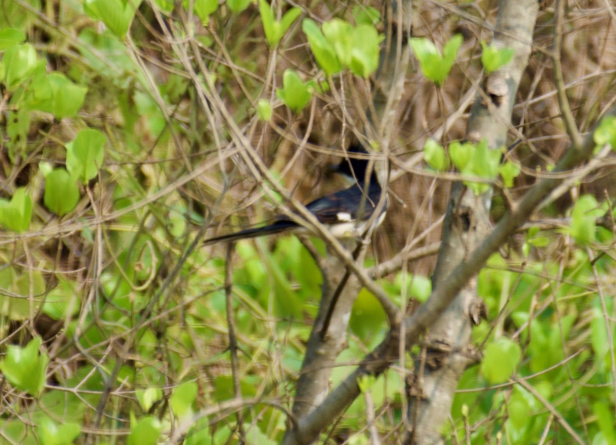 Pied Cuckoo - ML618010806