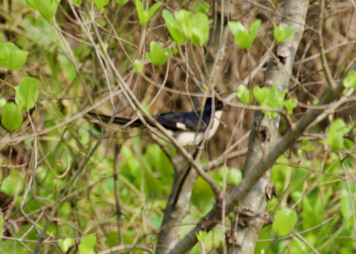 Pied Cuckoo - ML618010807