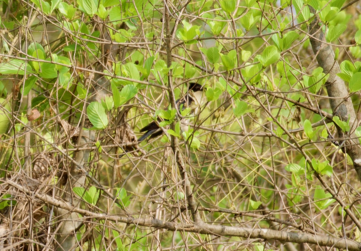 Pied Cuckoo - ML618010808