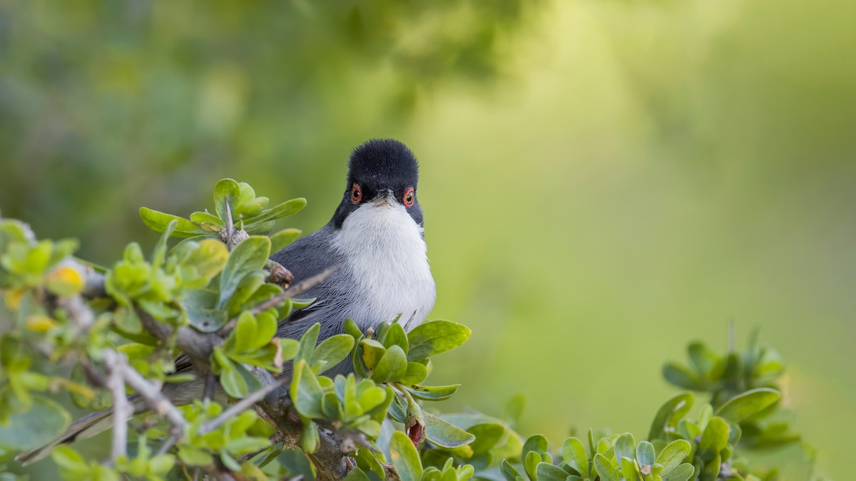 Sardinian Warbler - ML618010863