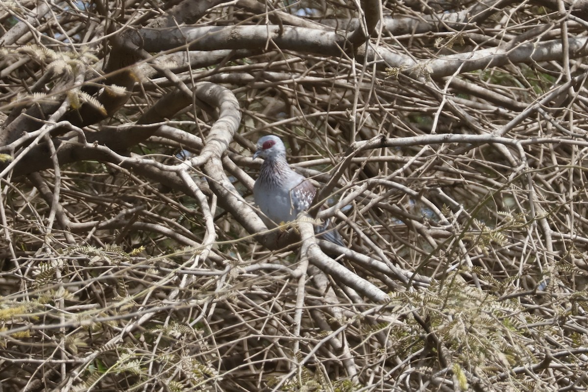 Pigeon roussard - ML618010873
