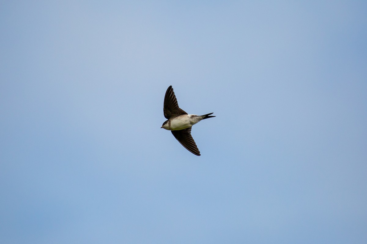 Bank Swallow - ML618010886