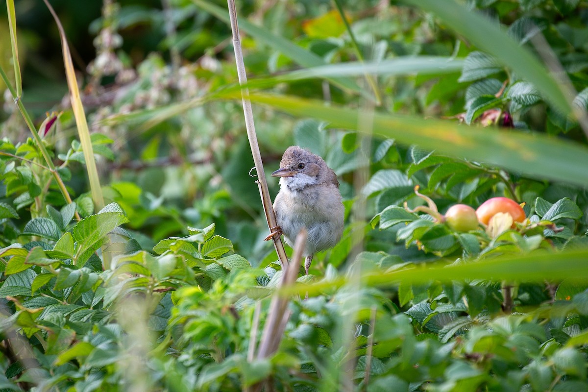 Greater Whitethroat - ML618010887