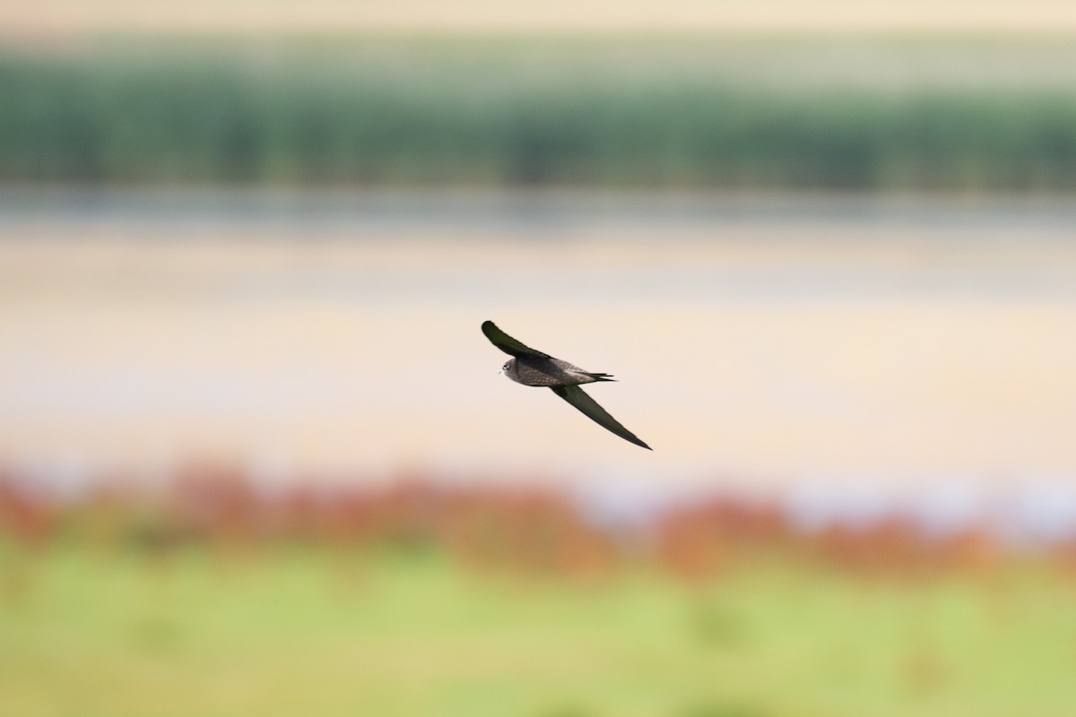 Common Swift - ML618010891