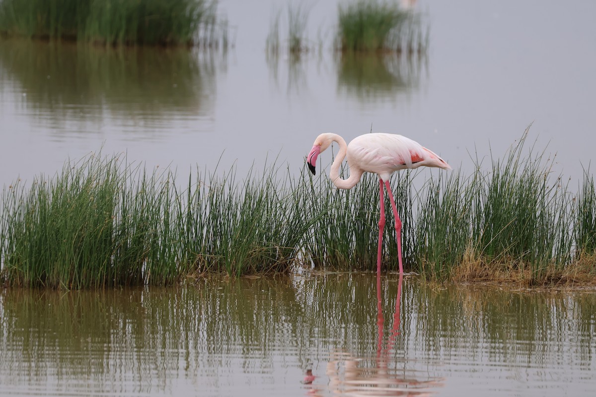 rosenflamingo - ML618010924