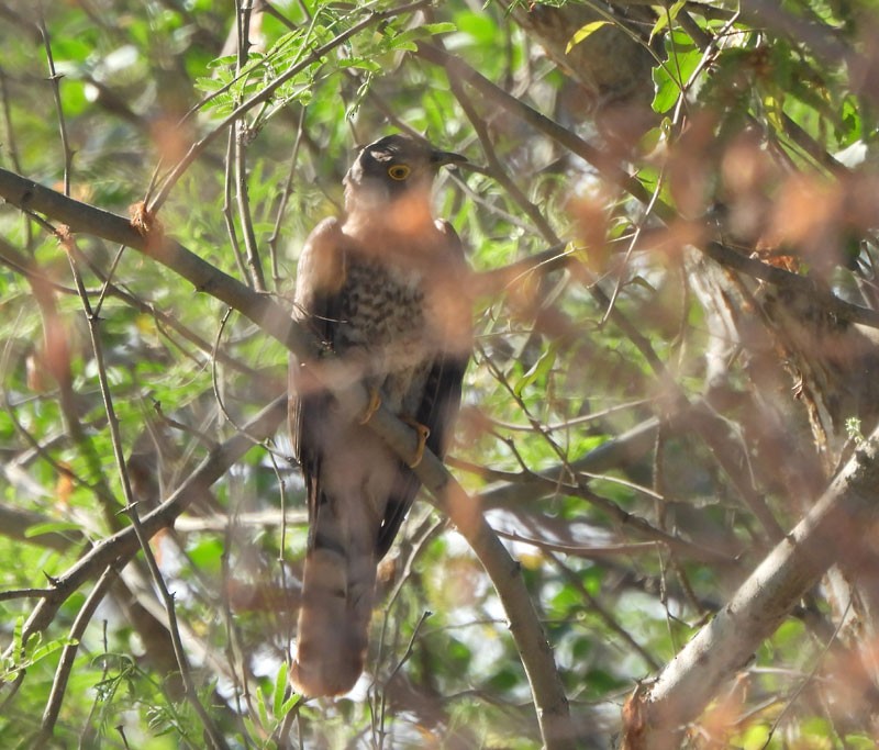 Common Hawk-Cuckoo - Supriya Kulkarni