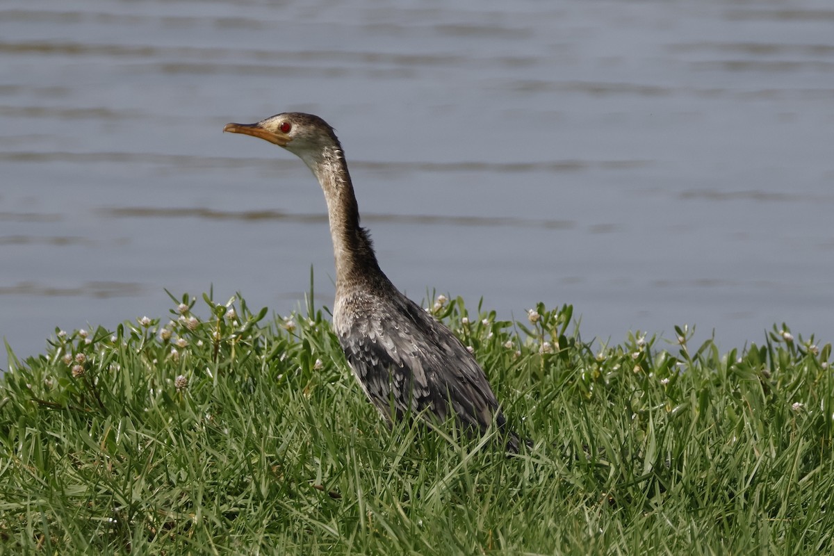 Cormoran africain - ML618011004