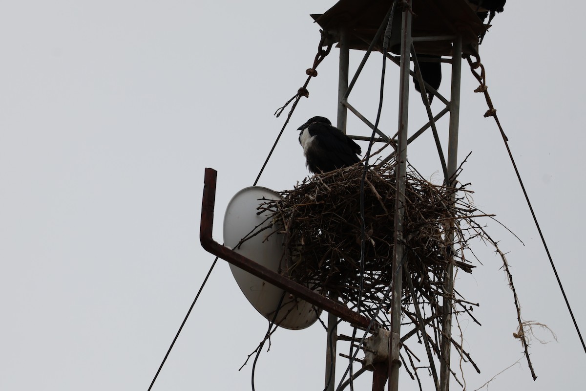 Pied Crow - Andrew Pittway