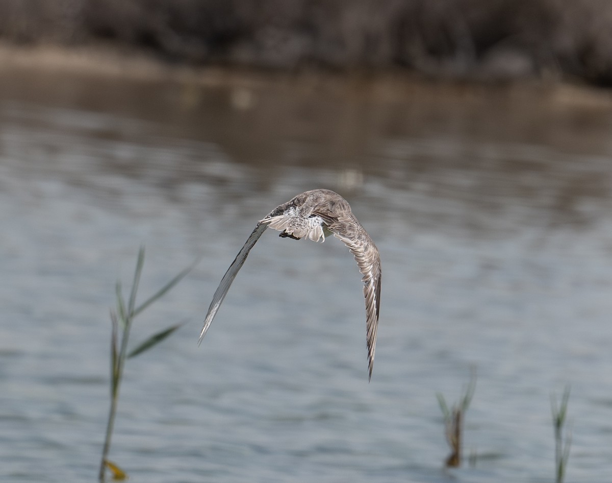 Red Knot - ML618011020