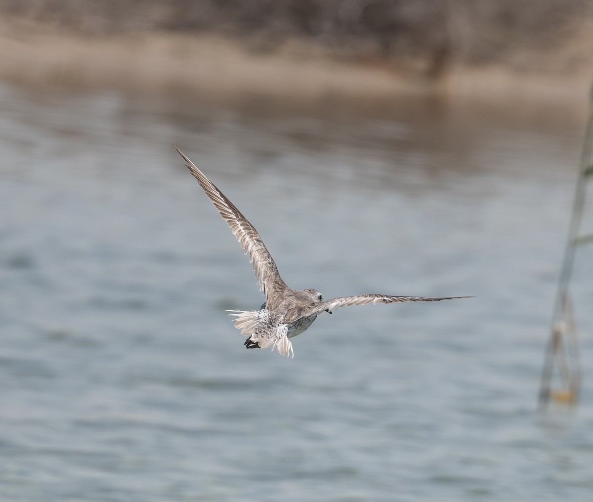 Red Knot - Mohamed  Almazrouei