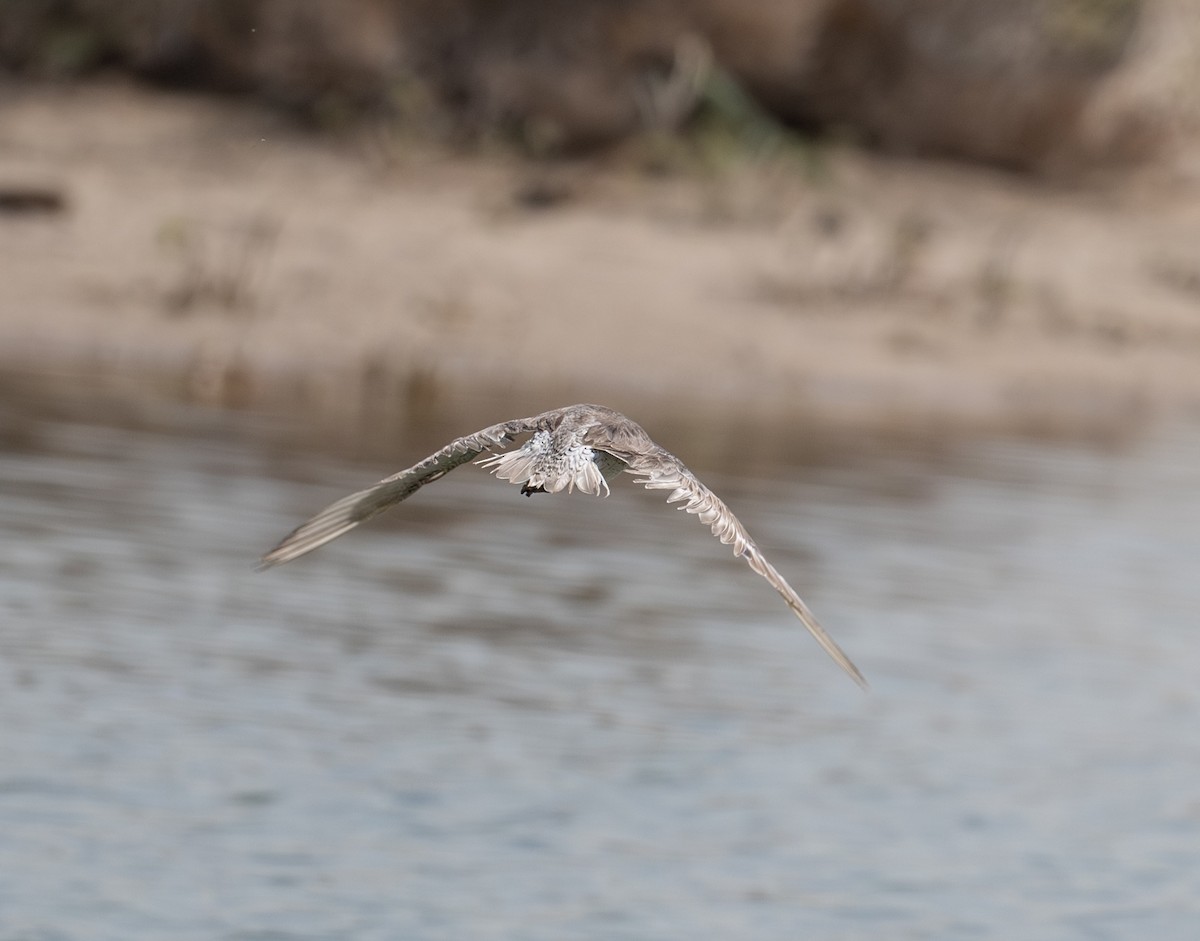 Red Knot - ML618011022