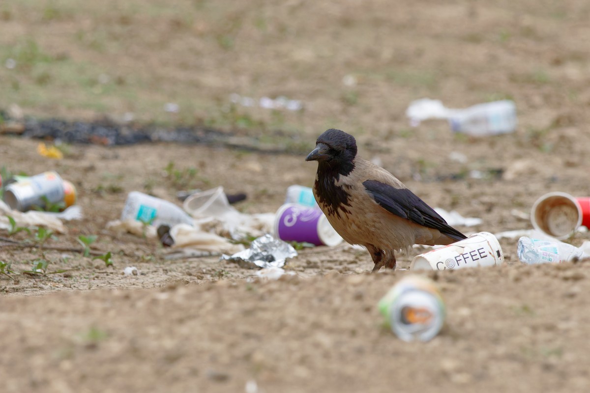 Hooded Crow (Hooded) - ML618011119