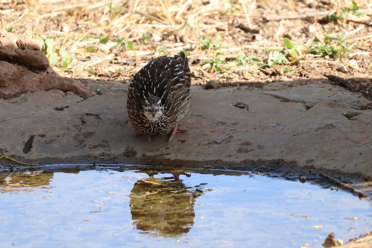 Crested Francolin - ML618011127