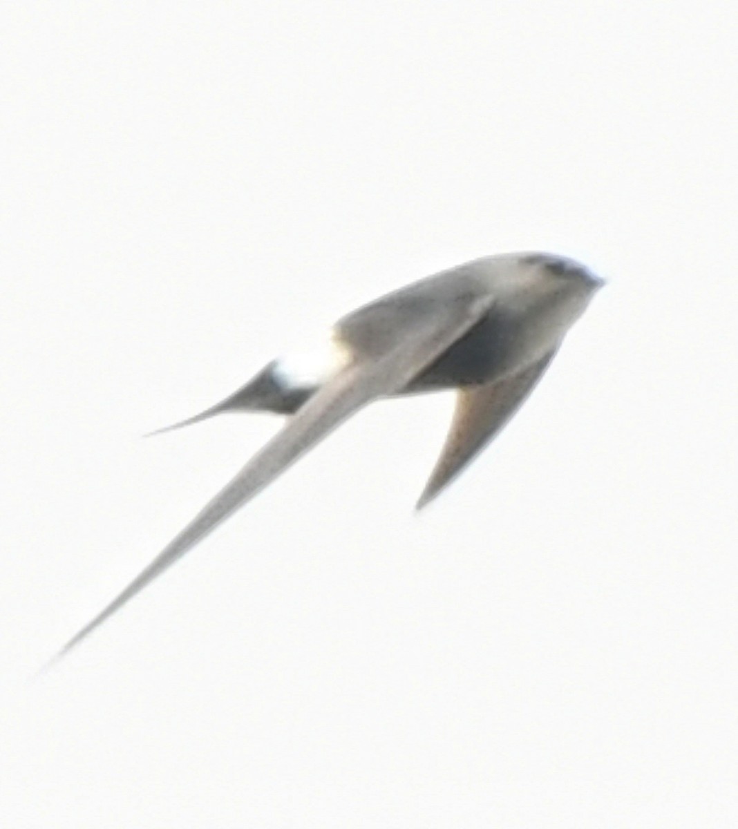 Blyth's Swift - Hemant Kumar