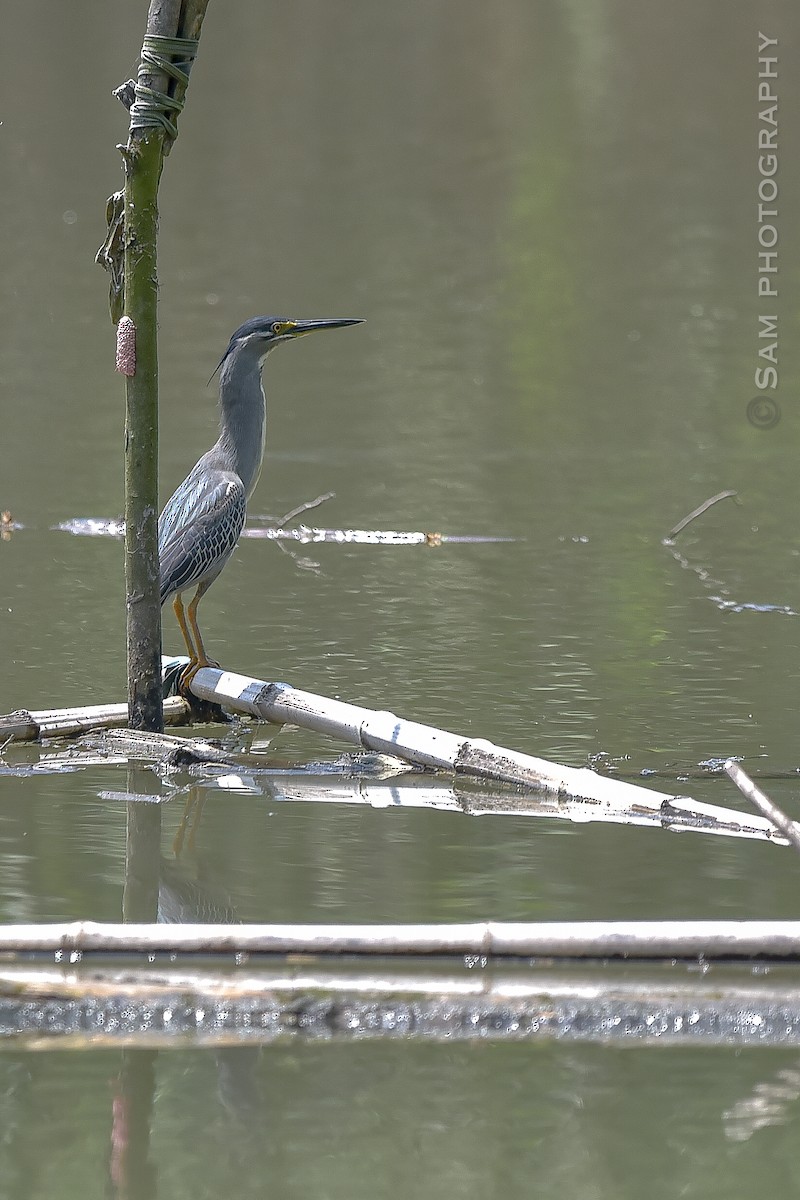 Striated Heron - ML618011131