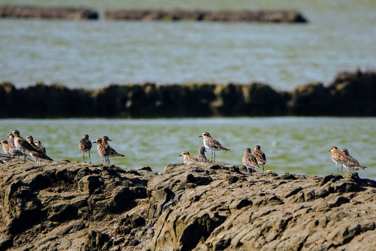 Pacific Golden-Plover - ML618011158