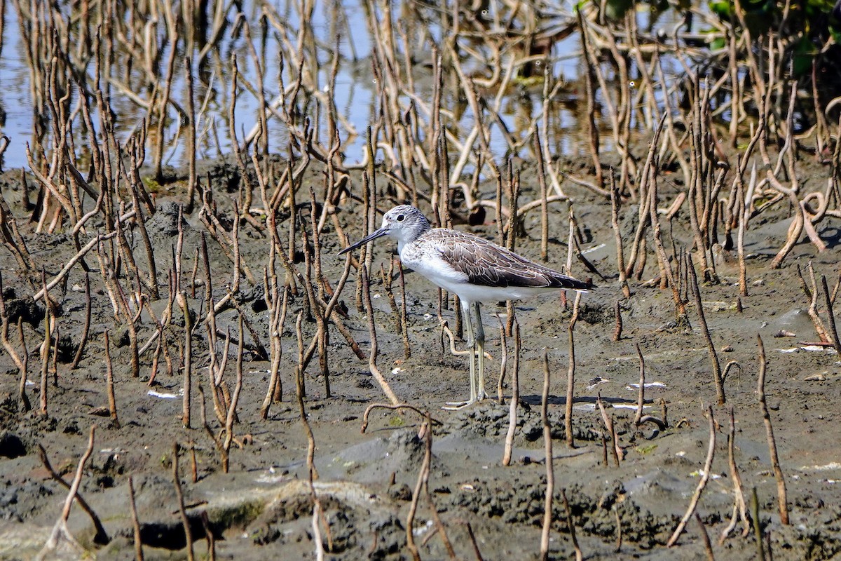 Common Greenshank - ML618011171