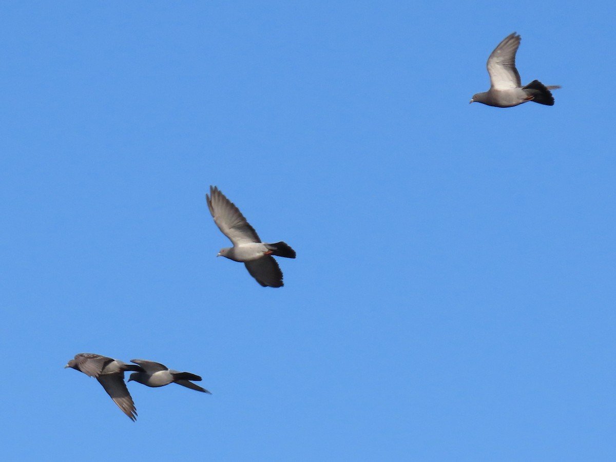 Rock Pigeon (Feral Pigeon) - ML618011217